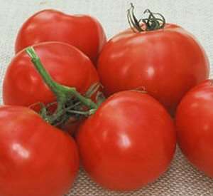 Tomato seeds Oregon Spring 10 seeds